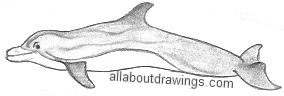 Dolphin Drawing