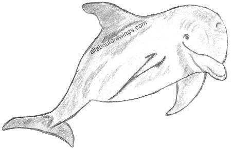 Boto Dolphin Pencil Drawing  How to Sketch Boto Dolphin using Pencils   DrawingTutorials101com