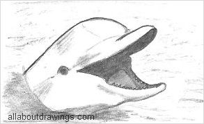 Cartoon Dolphin Drawing - How To Draw A Cartoon Dolphin Step By Step