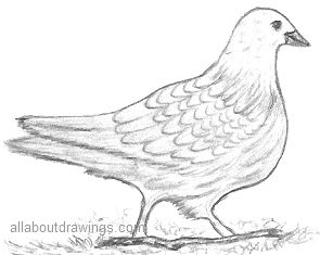 Dove Drawing