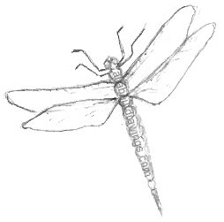 Dragonfly Drawings