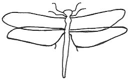Outline Of A Dragonfly