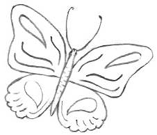 Drawing A Butterfly