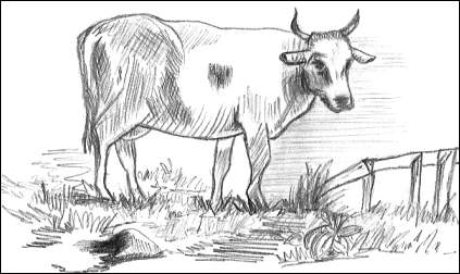 Cow Drawing