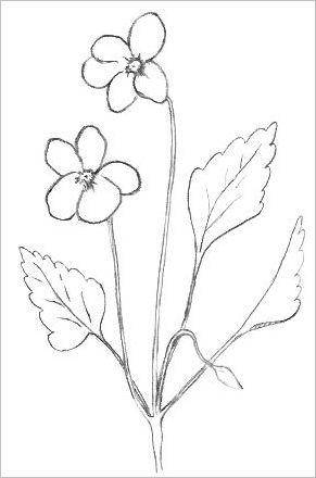 Free: Flower Silhouette Png Image - Easy To Draw Flowers - nohat.cc-saigonsouth.com.vn