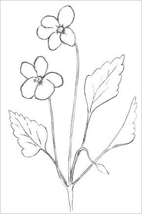 Free Drawing At Getdrawings - Flowering Plants Black And White, HD Png  Download , Transparent Png Image - PNGitem