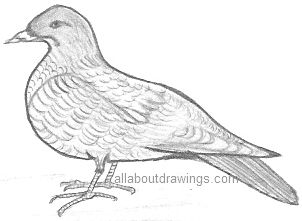 Drawing Of A Dove