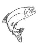 Drawing Of A Fish