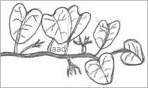 Featured image of post Climber Plant Drawing For Kids Learn how to draw plant for kids pictures using these outlines or print just for coloring