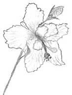 Drawing Of Hibiscus