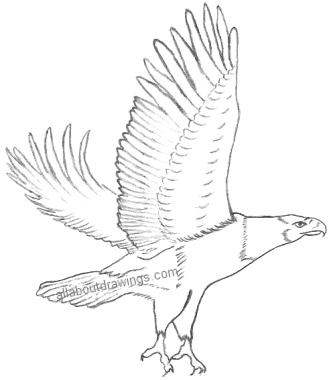 Eagle drawing Bird drawings Pencil drawings for beginners