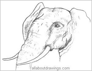 497539 Wildlife Sketch Images Stock Photos  Vectors  Shutterstock