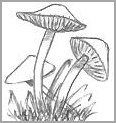 Fairy Mushroom Drawings