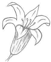Flower Template Drawing