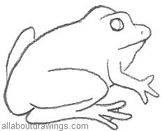 Frog Drawings in Pencil