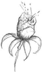 Fuchsia Drawings