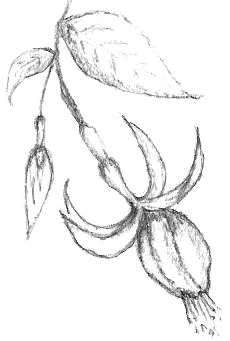 Fuchsia Drawing