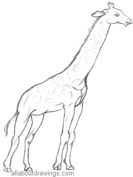 Premium Vector  African animal giraffe isolated sketch tallest wild mammal