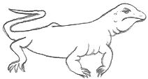 Goanna Drawing