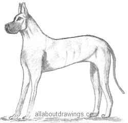 Great Dane Dog Drawing