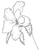 Hibiscus Drawings