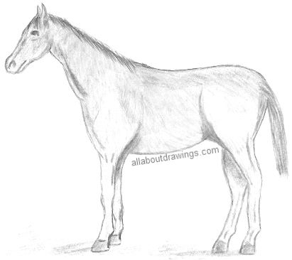 Learn How to Draw Standing Horse (Horses) Step by Step : Drawing Tutorials