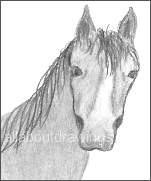 Horse Head Drawing