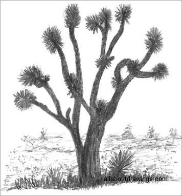 Joshua Tree Sketch