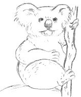 Koala Drawing
