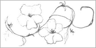 Left Handed Flower Sketch