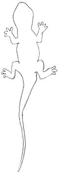 Lizard Outline