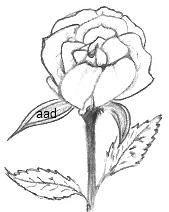 Miniature Rose Drawing