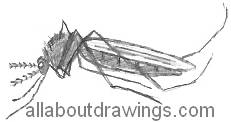 Mosquito Drawing