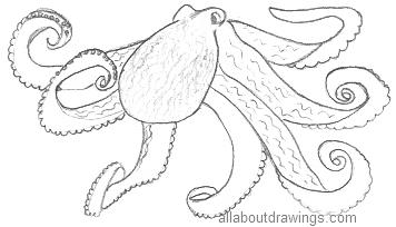 Octopus Drawing Easy Cute Instructions  Drawings Of