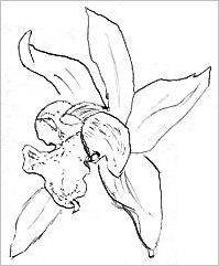 Orchid Drawing