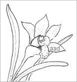 Orchid Drawing