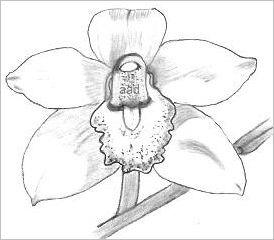 Orchid Drawings