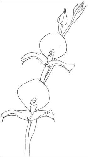 Vector sketch of orchid flower. floral tropical isolated on white  background. | CanStock