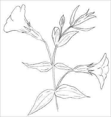 How to Draw ANY Flower with Pen  Ink  Ran Art Blog