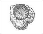 Coconut Drawing