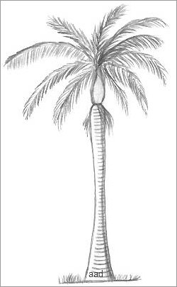 High detail palm tree realistic sketch Royalty Free Vector