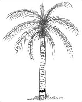 Palm Tree Drawings