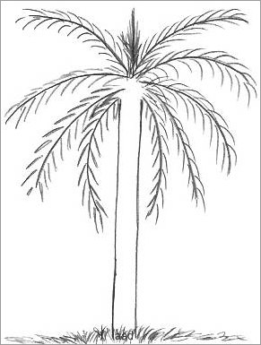 How to Draw a Palm Tree – Improve Drawing