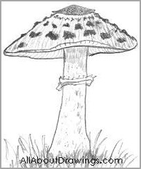 Young Parasol Mushroom Drawing