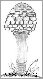Open Parasol Mushroom Drawing