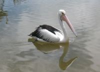 Pelican Photo