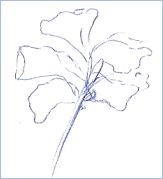 Pen Drawing Flower