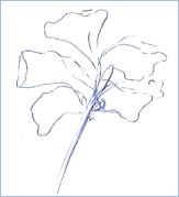 Pen Drawing Flower