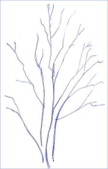 Pen Drawing Tree