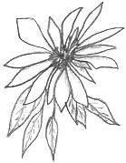 Poinsettia Drawing